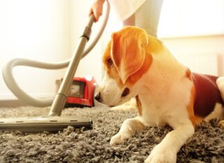 Dog with a Vacuum Cleaner