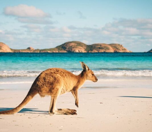 Kangaroo