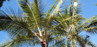 Palm Trees in Australia