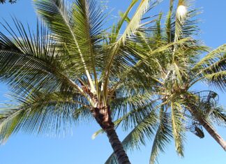 Palm Trees in Australia