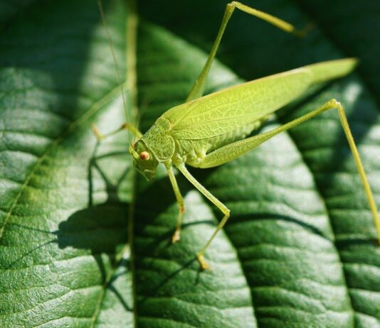 Biodiversity