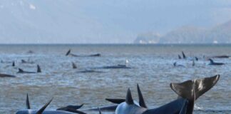 90 of Australia whales dead in mass stranding off Tasmania