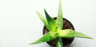 Aloe Vera