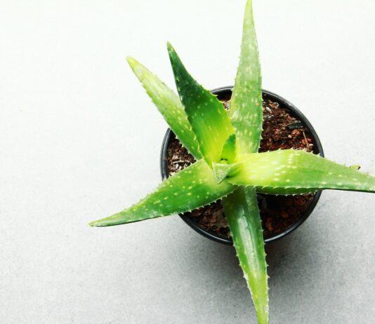 Aloe Vera