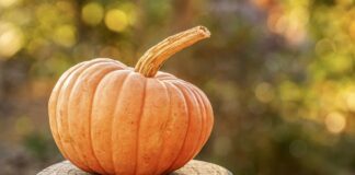 Health benefits of pumpkin