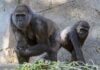 Apes Given Covid-19 Vaccines after Outbreak at San Diego Zoo apes
