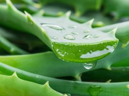 Best Aloe Vera gel