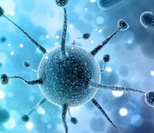 Nipah Virus