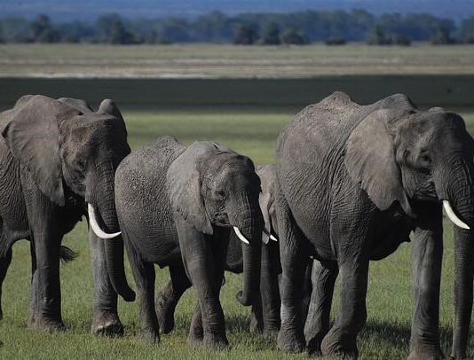 Ways to Help Protect Endangered Species