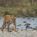 5 Most Amazing Jungle Getaways in India Jim-Corbett-National-Park