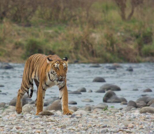 Jim-Corbett-National-Park