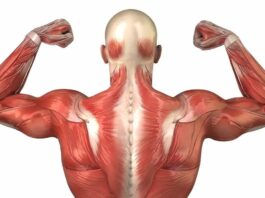 What are the symptoms of Long Covid in the muscles