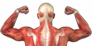 What are the symptoms of Long Covid in the muscles