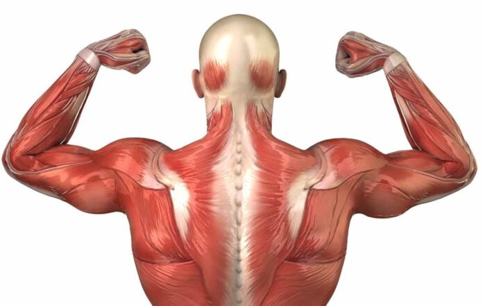 What are the symptoms of Long Covid in the muscles