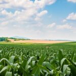 Grain Producing countries in the World