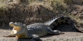 Bangka Island Crocodile Attacks Indonesia