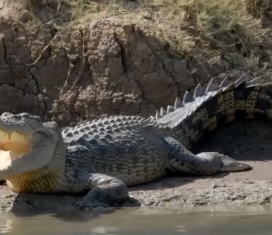 Bangka Island Crocodile Attacks Indonesia