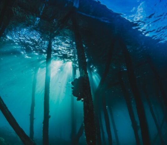 Lost City hydrothermal field