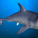 World Most Shark-Infested Beaches