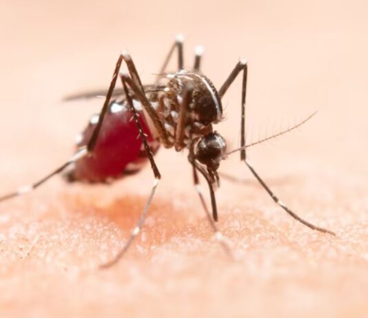chikungunya vaccine