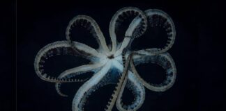 Mimic Octopus