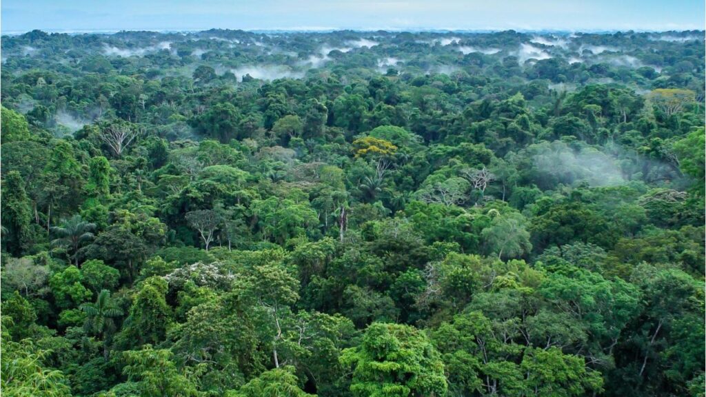 Surviving the Amazon