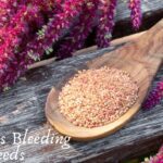Love Lies Bleeding Seeds: Cultivation Tips for a Dramatic Garden Display Love Lies Bleeding Seeds