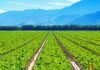 Top Agricultural Producing Countries in the World