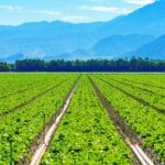 Top Agricultural Producing Countries in the World