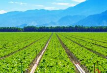 Top Agricultural Producing Countries in the World