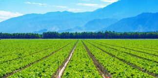 Top Agricultural Producing Countries in the World