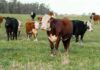 US Livestock Trade with Mexico