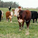 US Livestock Trade with Mexico