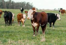 US Livestock Trade with Mexico