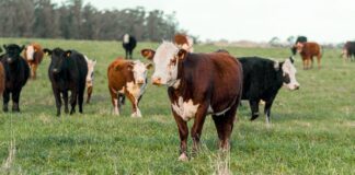 US Livestock Trade with Mexico