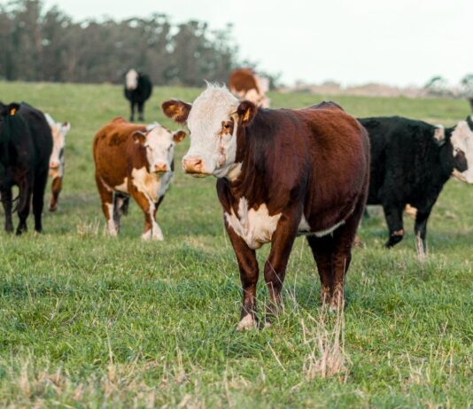 US Livestock Trade with Mexico