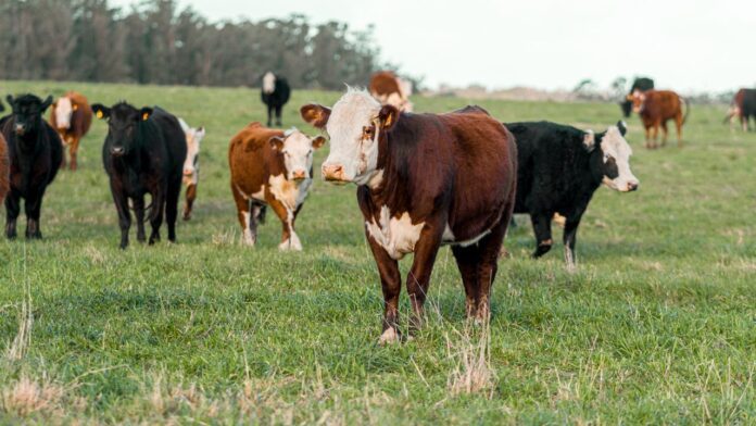 US Livestock Trade with Mexico