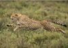 Best Tanzania Safari Trips