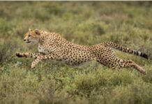 Best Tanzania Safari Trips