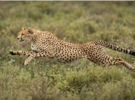 Best Tanzania Safari Trips