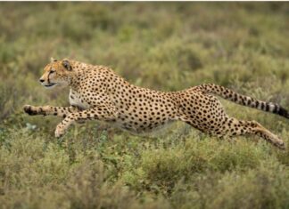 Best Tanzania Safari Trips