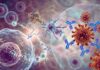 how vaccines work